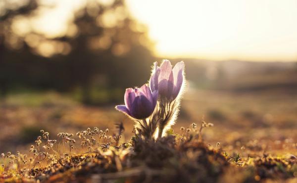 flower