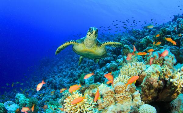 Biodiversity
