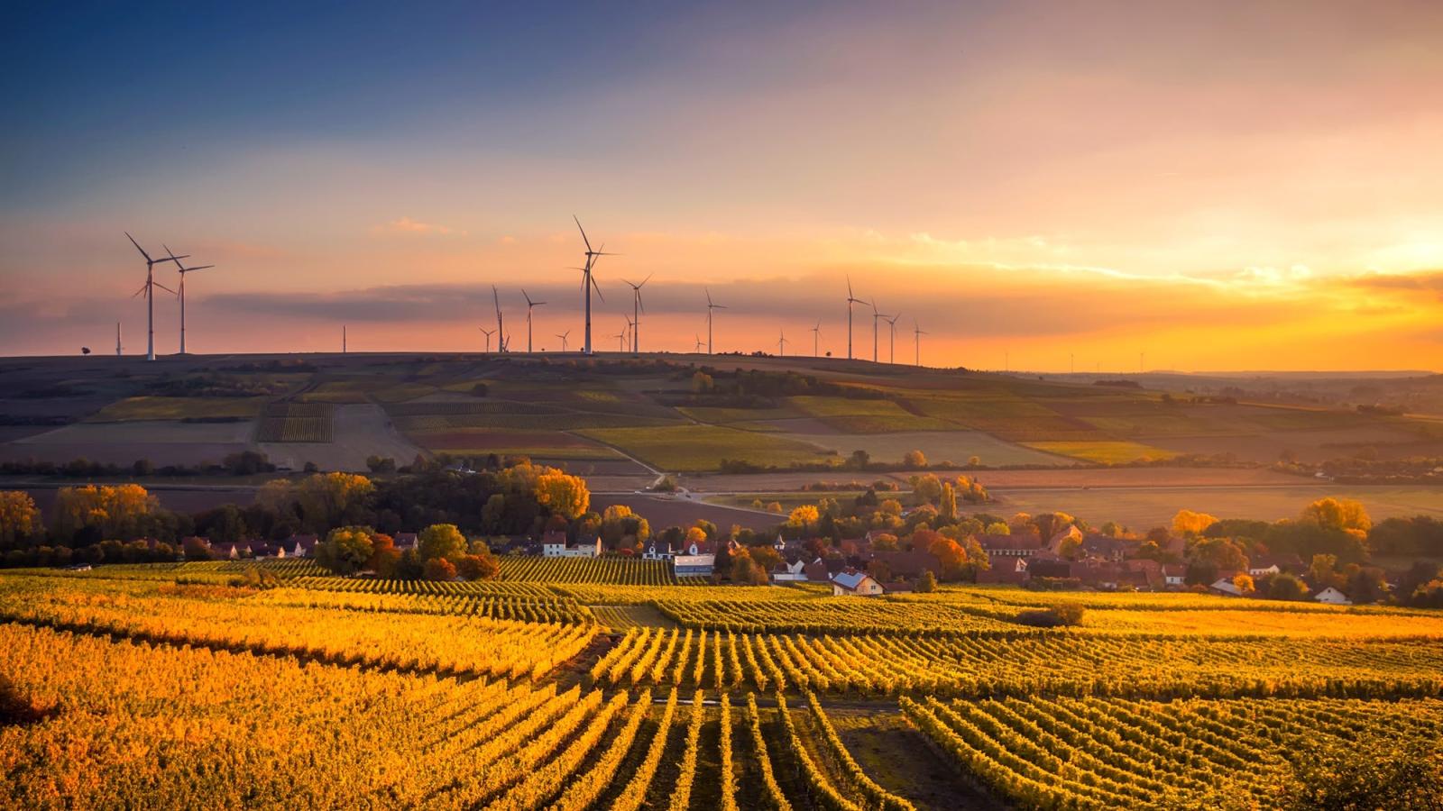 field at sunrise with wind turbines