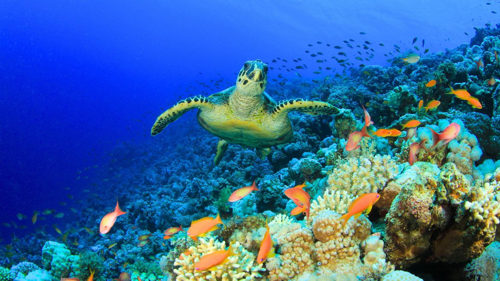 Biodiversity