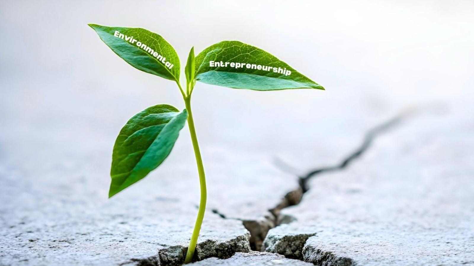 plant growing through concrete